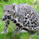 Illustration for article titled Caturday - Panthera uncia Edition